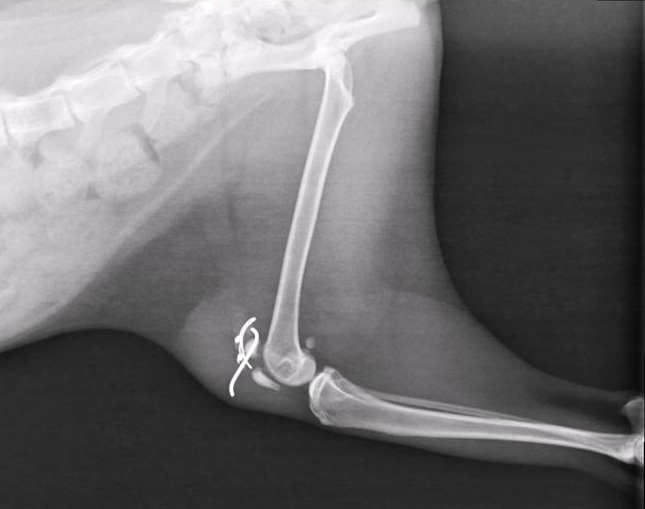 XRays A Critical Tool for Modern Veterinary Diagnostics Exclusively